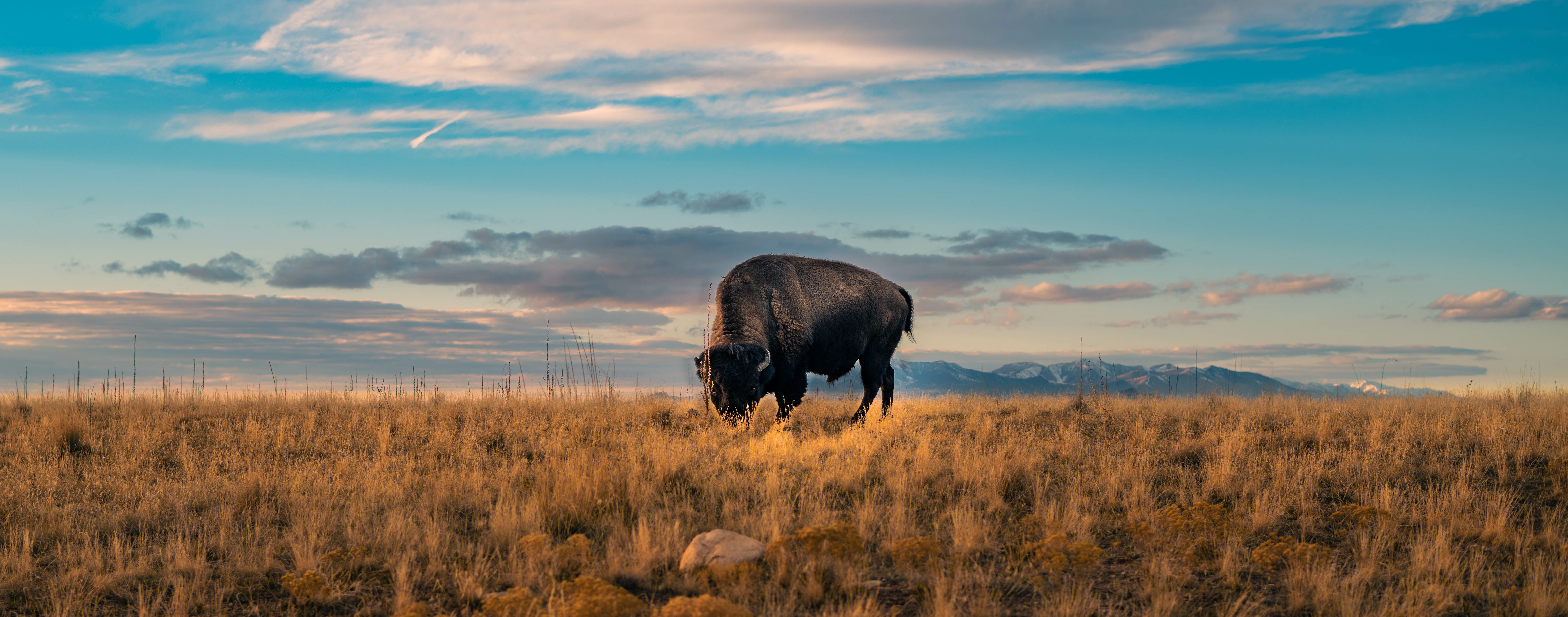 Grand North Bison | Transformative Bison Ranching: Unveiling Rotational ...