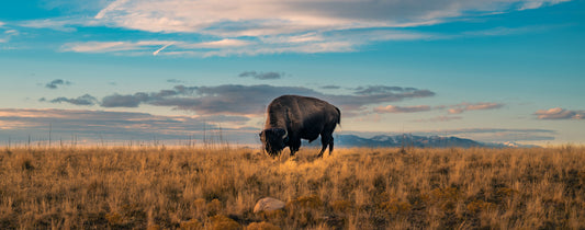 Sustainable Ranching Practices: How Bison Meat Supports the Environment.